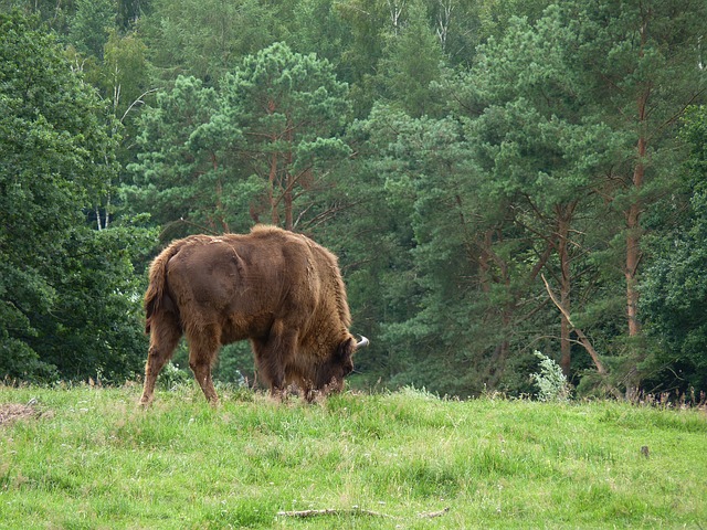 Wisent in Mecklenburg-Vorpommern