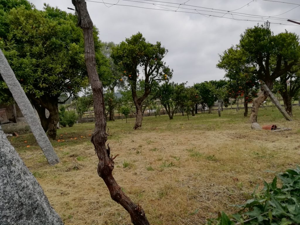 Caminho Portugues - ein Garten mit Orangenbäumen