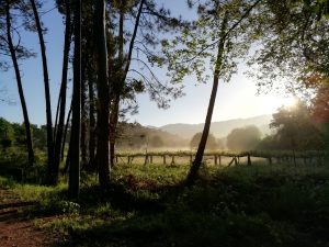 Caminho Portugues Tag 8 - Morgennebel