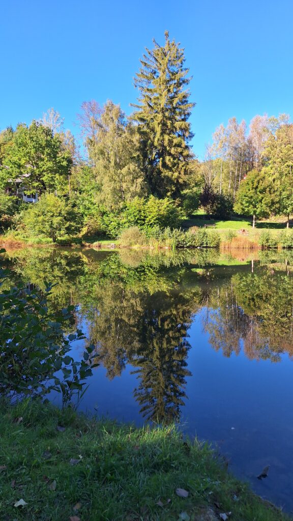Verschiedene Bäume mit farbigem Herbstlaub stehen am Ufer eines Weihers und spiegeln sich mit dem blauen Himmel auf der Wasseroberfläche.